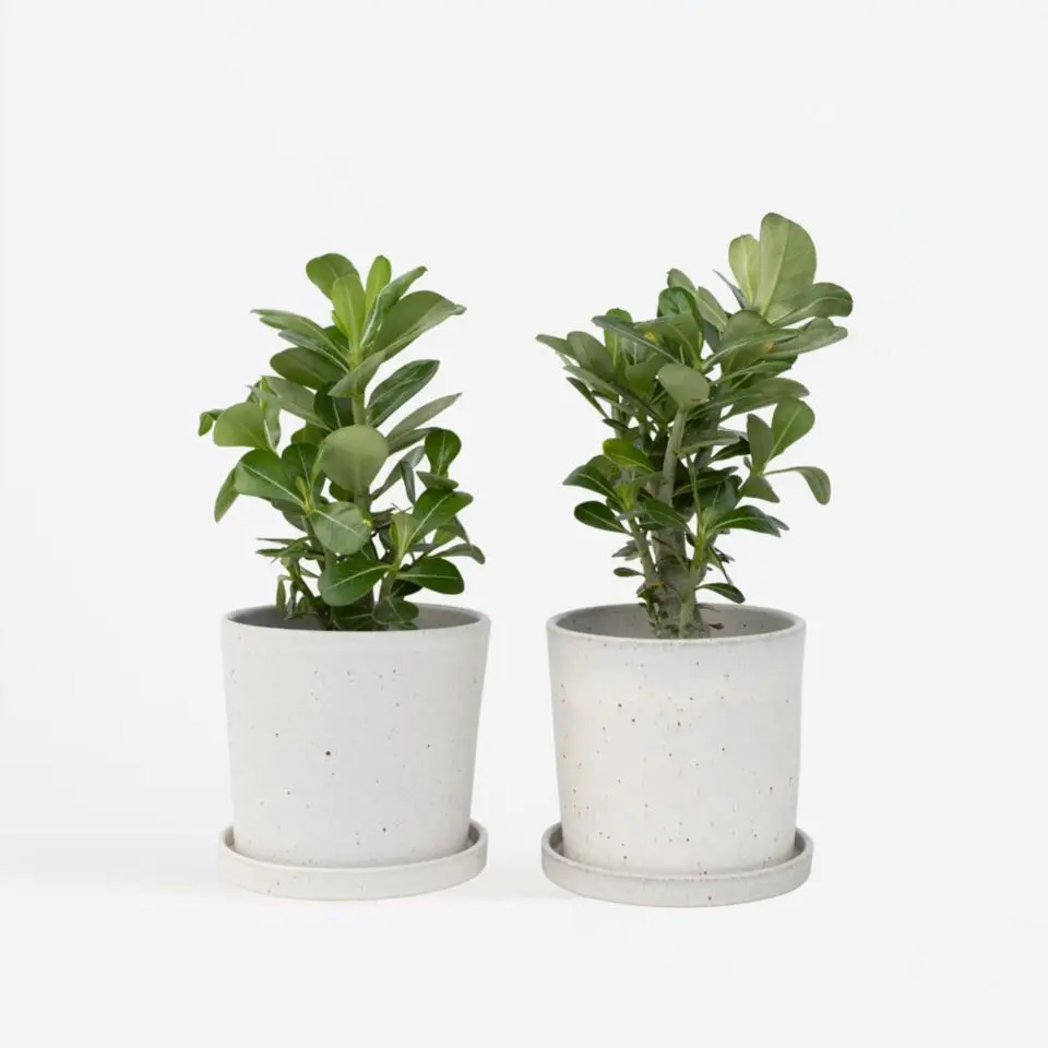 Woestijnroos - Set van 2 - Adenium obesum - Hoogte 25-40cm - ⌀10,5cm