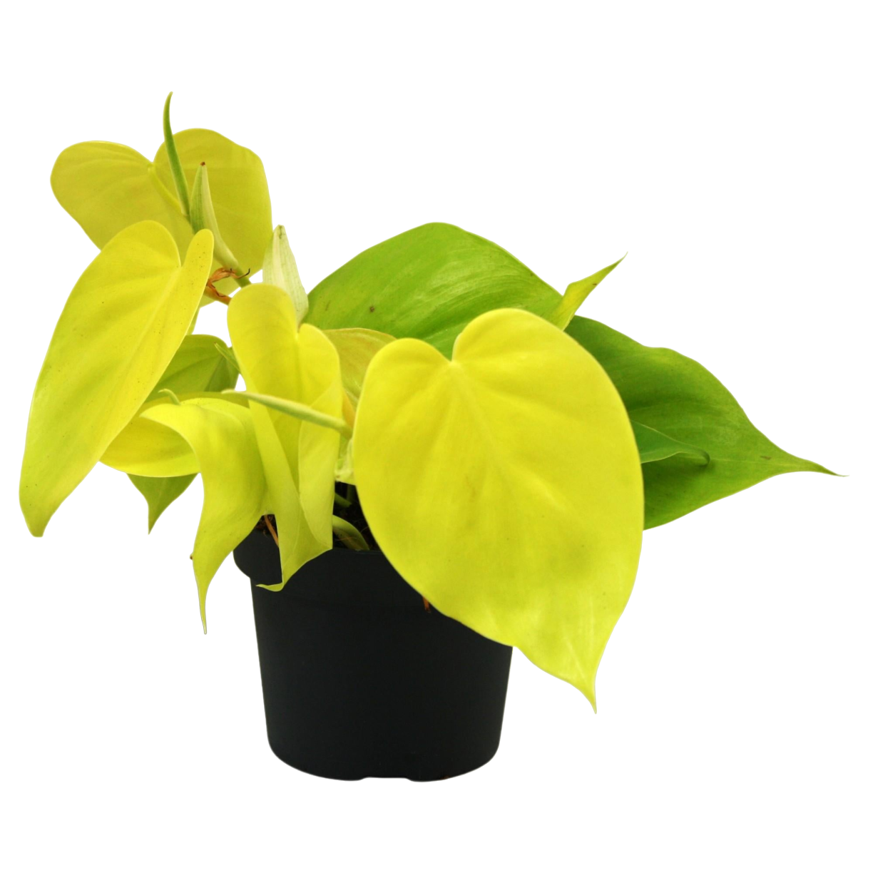 Plante d'intérieur - philodendron lime 20.0cm