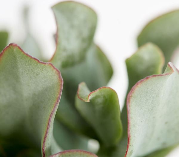 Dickblatt - Crassula cultivars, verschiedene