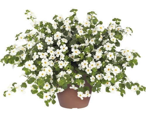 Sneeuwvlokbloem FloraSelf Bacopa x Hybride 'Gulliver Dynamic White' Ø 12 cm pot