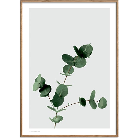 Eucalyptus - 30x40 cm