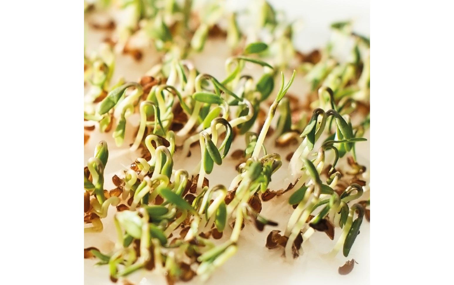 Samen Microgreens Kresse HARRY HERBSNachfüllset mit Kresse Samen und Anzuchtmatte