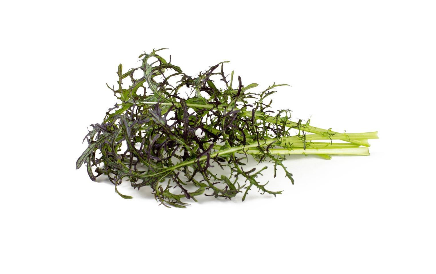 Samen Roter Rüschen-Senf, 3er-PackNachfüllpackung zum Smart Herb Garden