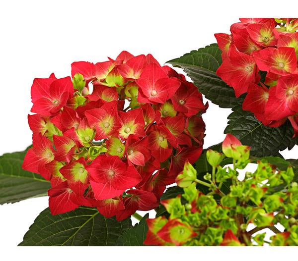 Hortensie - Hydrangea macrophylla