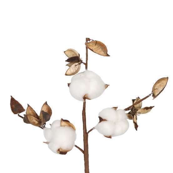 Branches de coton pour bouquet de fleurs séchées 8 cm
