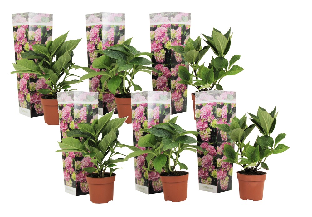 Hydrangea macrophylla - rose - set de 6 - hortensia - pot 9cm - hauteur 25-40cm