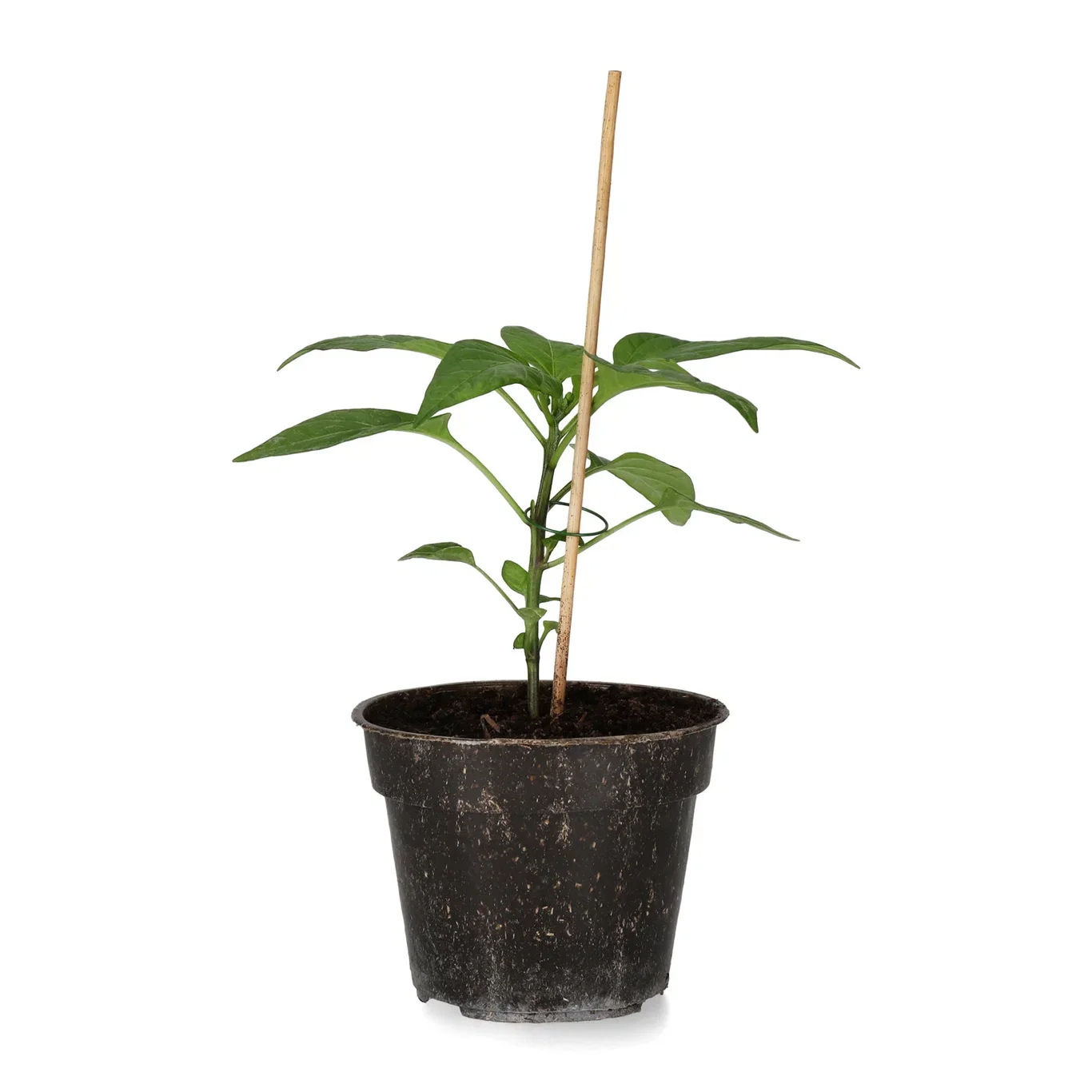 All Nature Capsicum Chili 'Cheyenne' 10,5 cm Chili 'Cheyenne' Ø10,5 cm