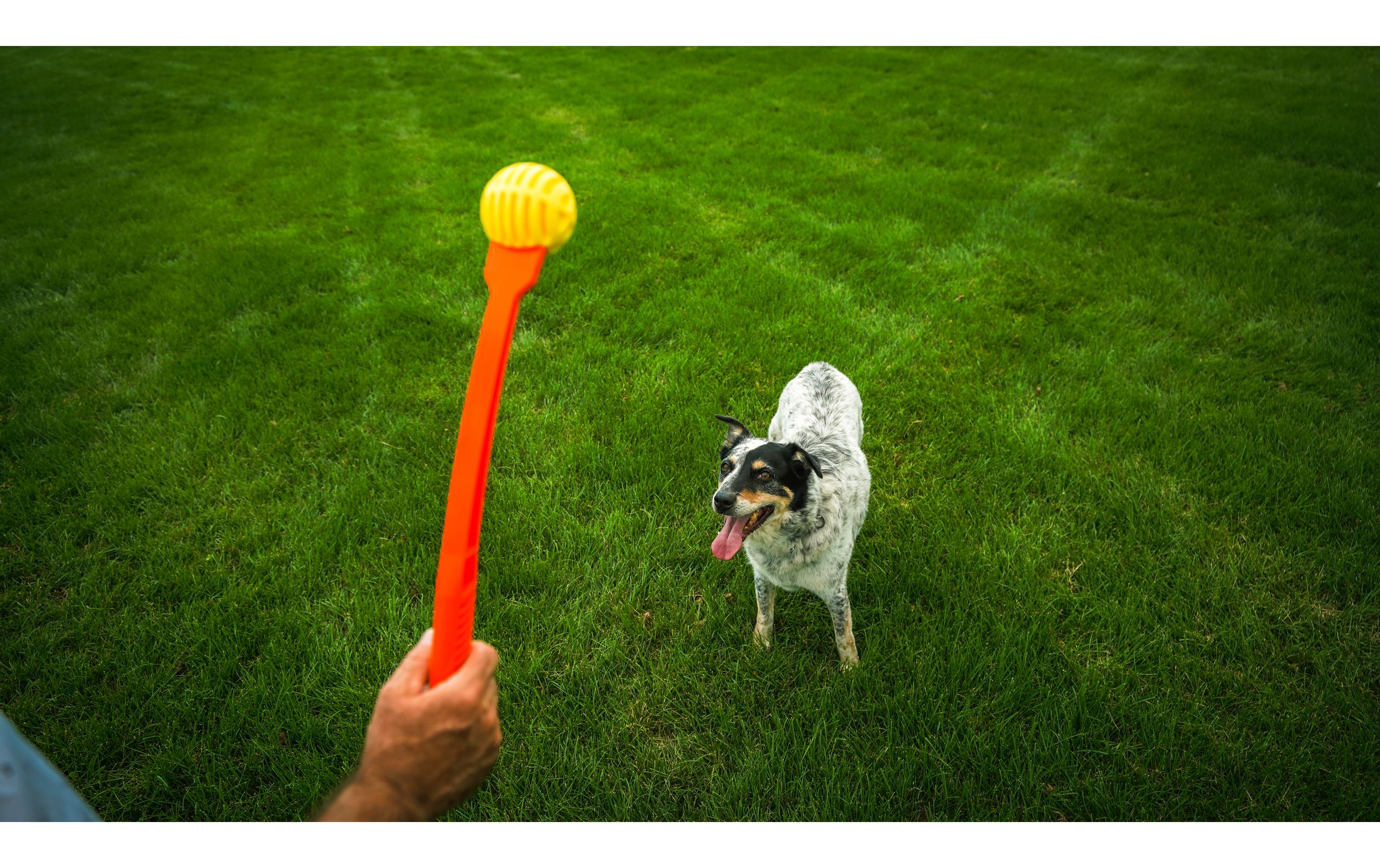 Hunde-Spielzeug Flingerz Ball mit Launcher, Orange/GelbWurf-Hundespielzeug