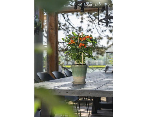 Snack cherrytomaat sinaasappel Pick&Joy Ø 14 cm pot