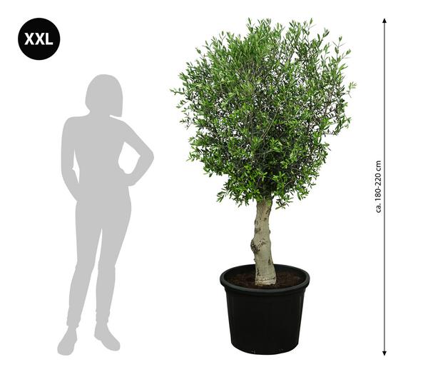 XXL Olivenbaum, ca. 180-220 cm