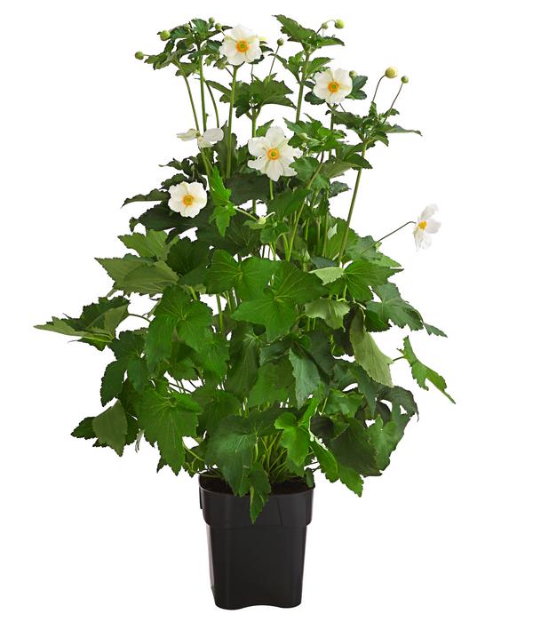 Herbst-Anemone, verschiedene Sorten