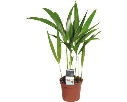 Gouden Palm FloraSelf Dypsis H 20-30 cm Ø 7 cm pot