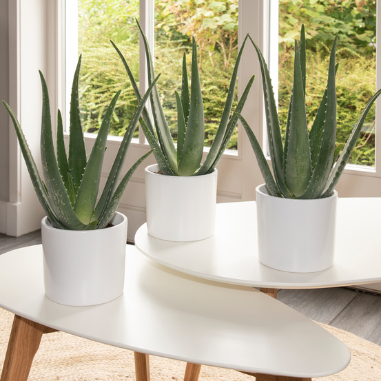 Aloe Vera H35cm - pot D12cm