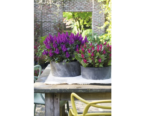 Silver Cockle FloraSelf Celosia argentea caracas Ø 25 cm pot