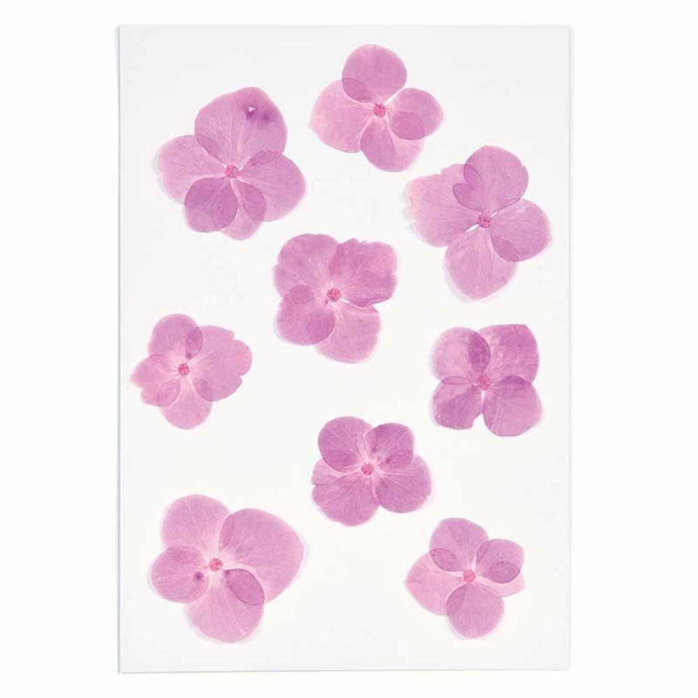 Hortensias roses séchés et pressés