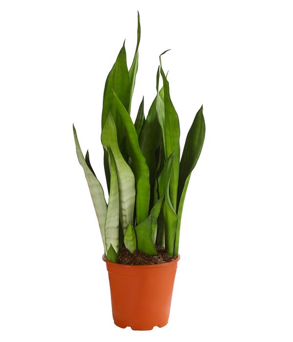 Bogenhanf - Sansevieria trifasciata