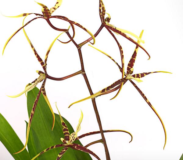 Zahnzungen-Orchidee - Odontoglossum-Hybriden,