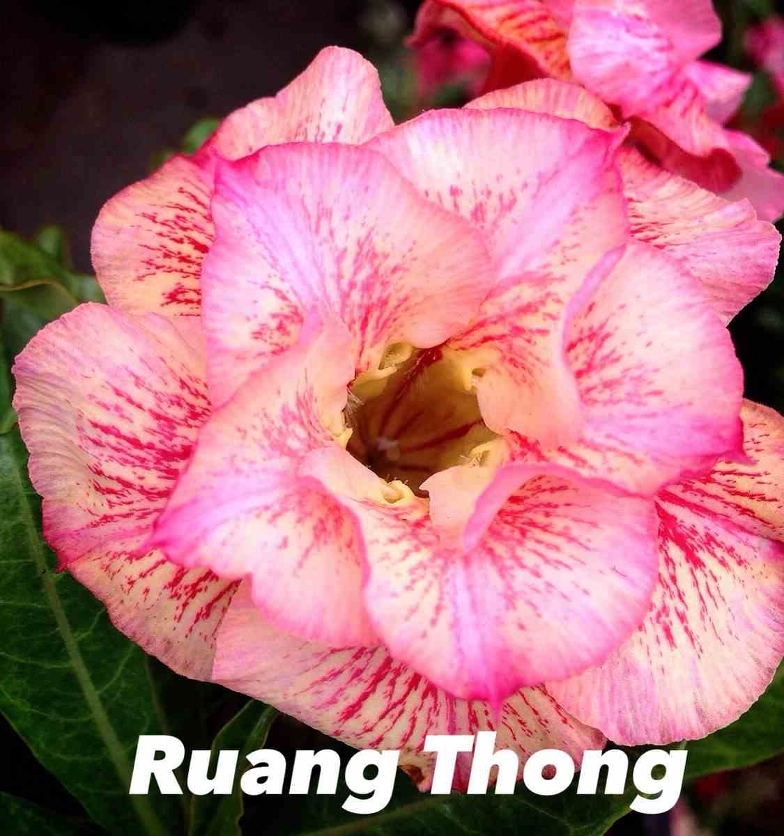 Adenium obesum cv.ruong thong jaune rose - taille caudex d'environ 2000g 25/30cm très gros caudex