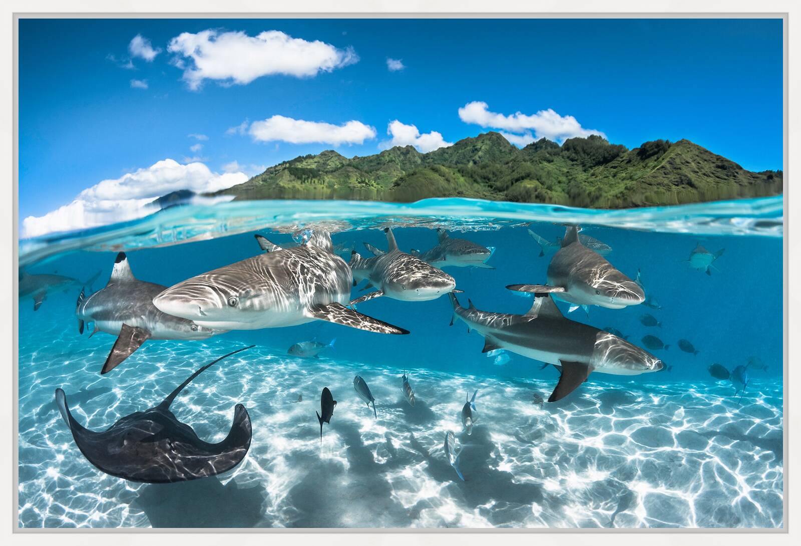The Island by Greg Lecoeur - Limited Edition. Edition of: 150. Signed.