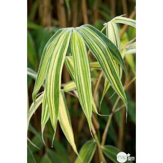 Bambou moyen pseudosasa japonica 100/150 cm: pot de 18 litres