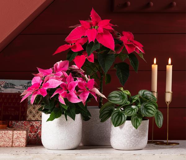 Weihnachtsstern - Euphorbia pulcherrima