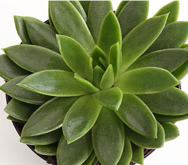 Echeverie - Echeveria Hybride, verschiedene