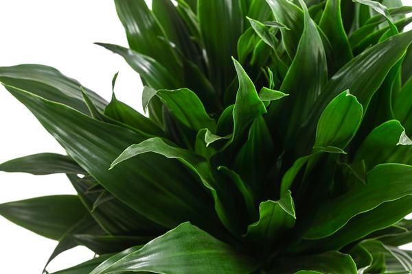 Drachenbaum - Dracaena fragrans 'Green Jewel'