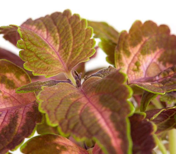 Buntnessel - Solenostemon scutellarioides,