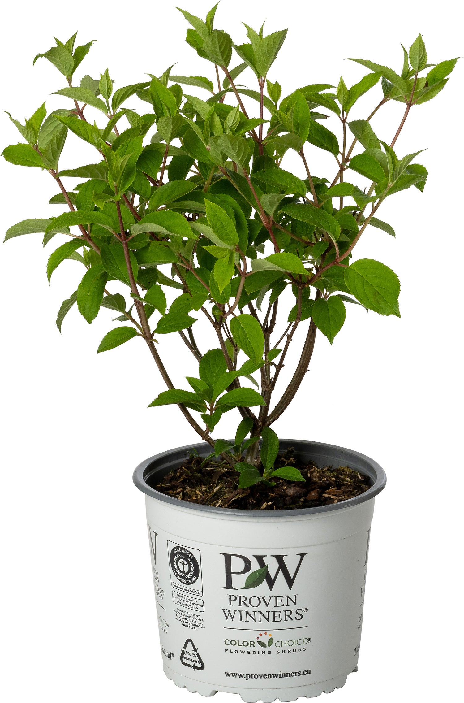 Pluimhortensia (Hydrangea paniculata 'Pinkachu') D 19 H 50 cm
