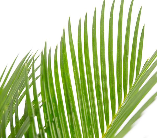 Sagopalmfarn - Cycas revoluta
