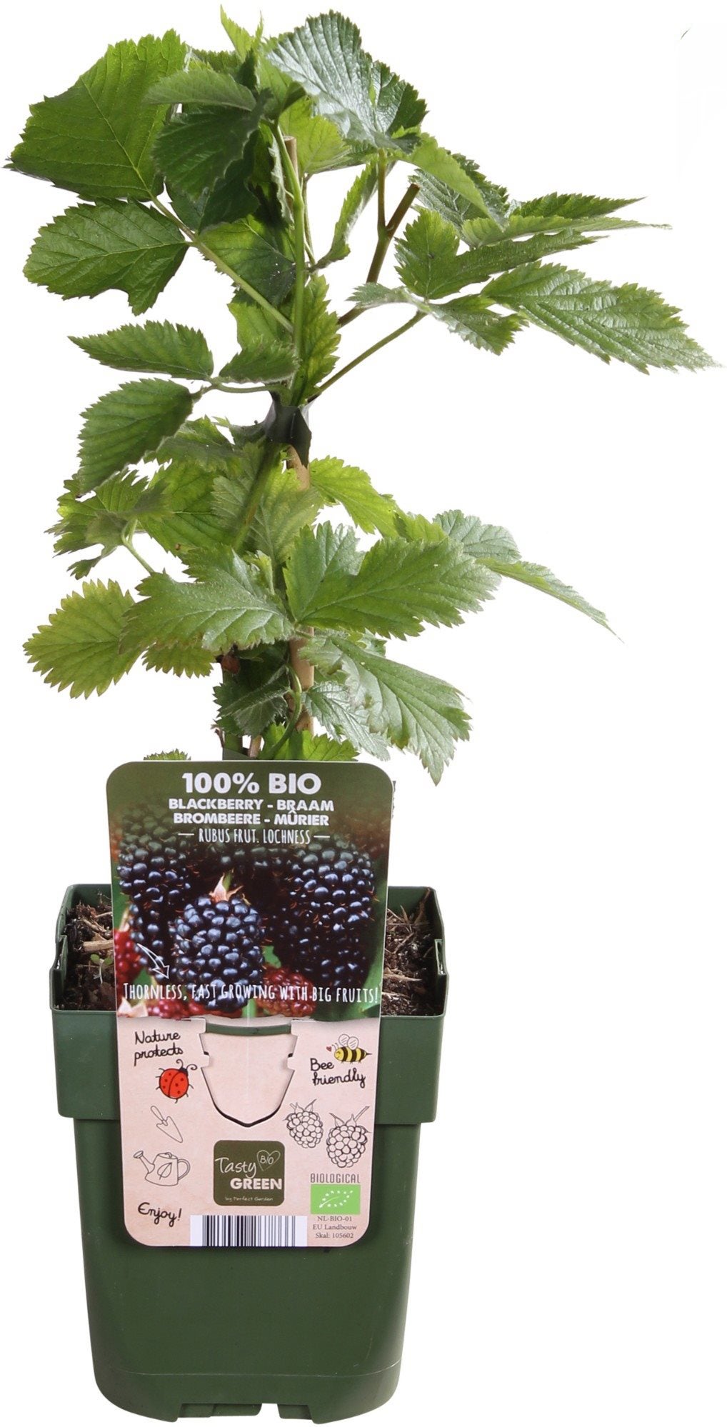 Gewone braam (Rubus fruticosus) D 13 H 45 cm