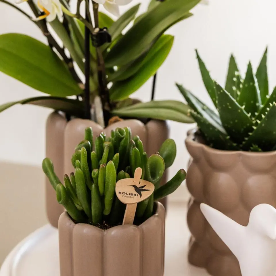 Cadeauset orchidee 'White Tray XL' - Phalaenopsis - Hoogte 35cm