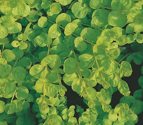 Pfennigkraut 'Goldilocks'