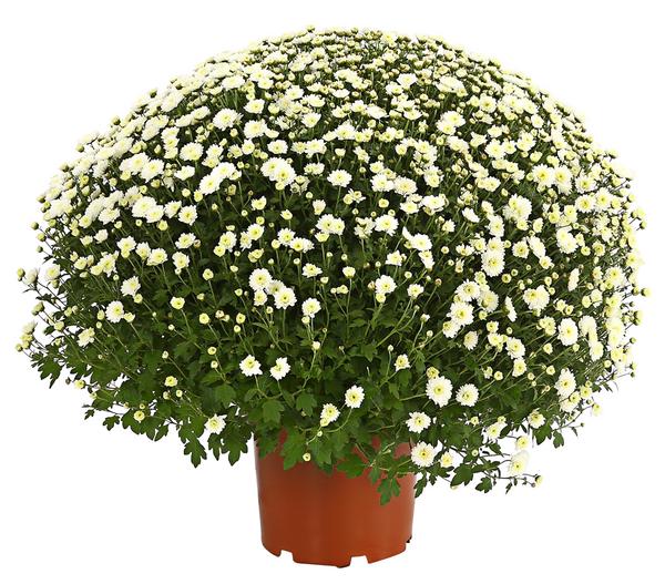 Herbst-Chrysantheme