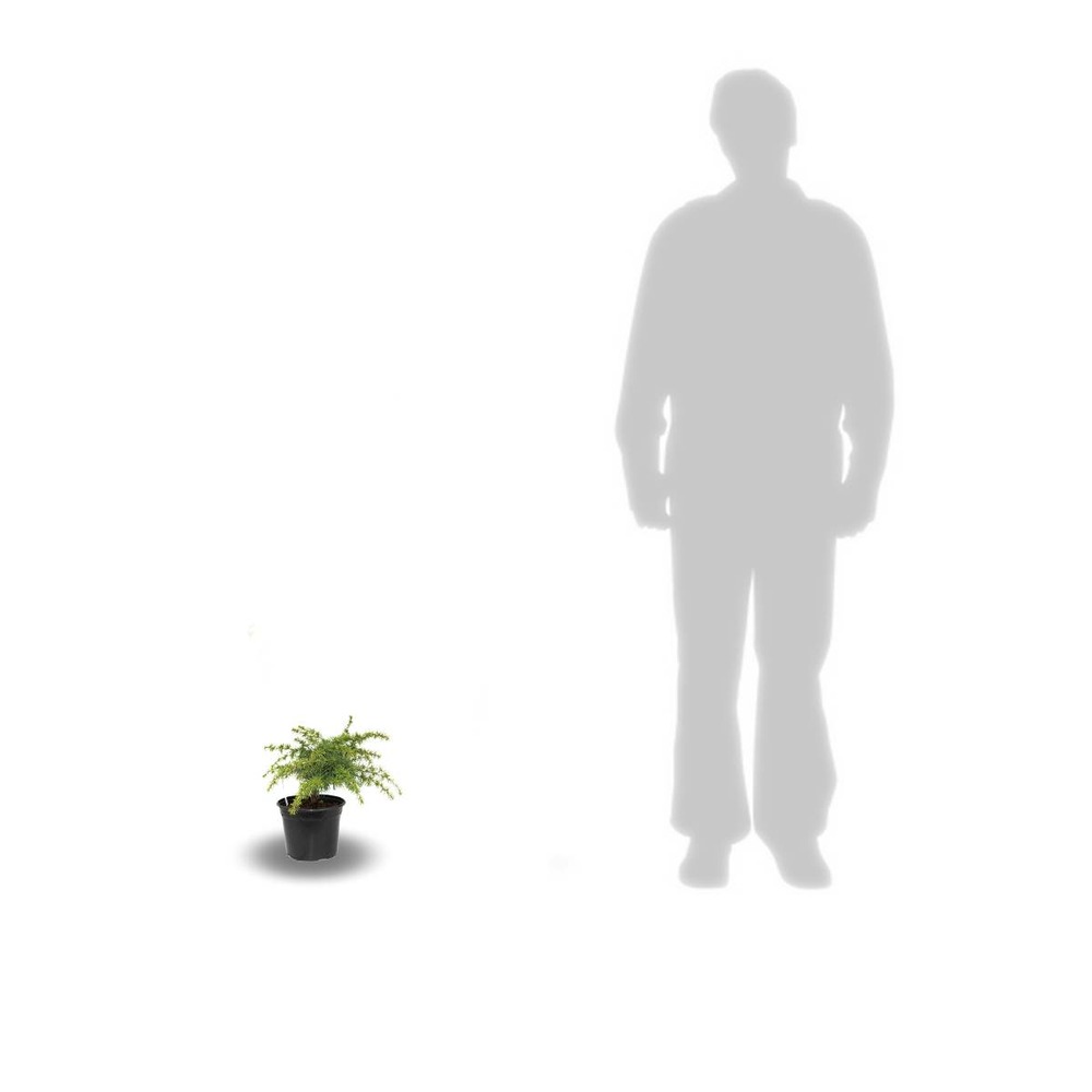 Cèdre du liban libani nana/cedrus libani nana[-]pot de 3l - 20/40 cm