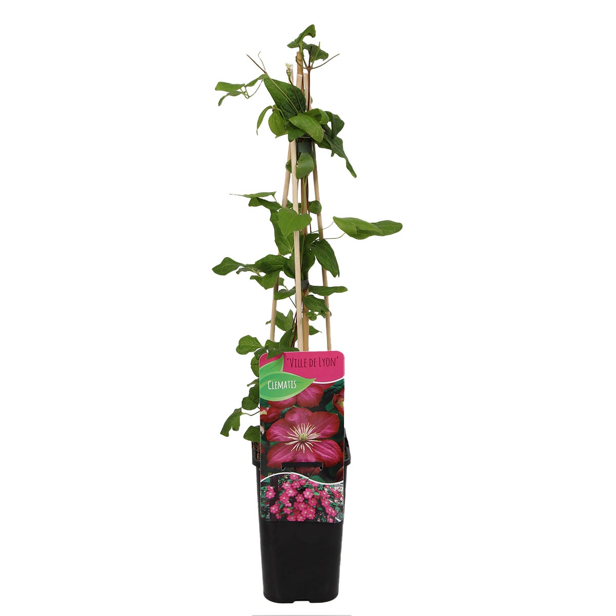 Bloomique – Clematis Ville de Lyon – Donkerroze – Klimplanten – Tuinplanten – Winterhard – Potmaat 15 cm – Hoogte 70–80 cm