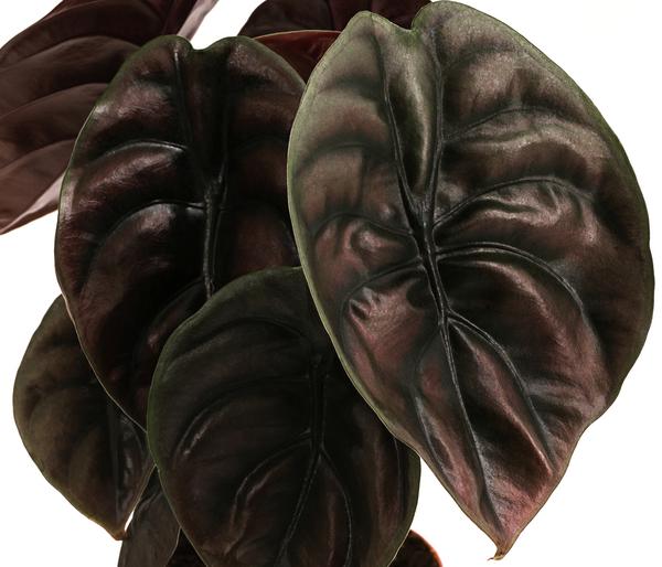 Pfeilblatt - Alocasia cuprea 'Red Secret'