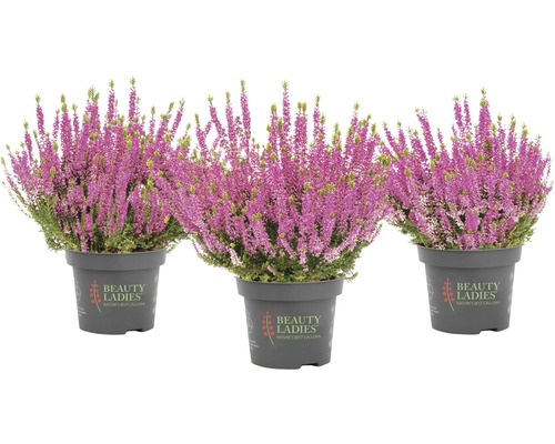 Bud Heather Mix FloraSelf Calluna vulgaris 'Beauty Ladies' Ø 11 cm pot, willekeurige variëteitselectie, effen kleur