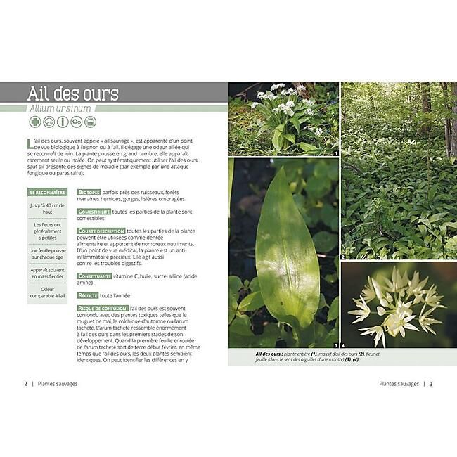 ARTEMIS - LE BUSHCRAFT LES BIENFAITS DES PLANTES SAUVAGES