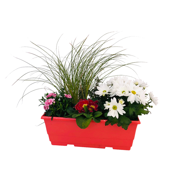 Jardinière de bisannuelles et vivaces 40 cm - Coloris variables