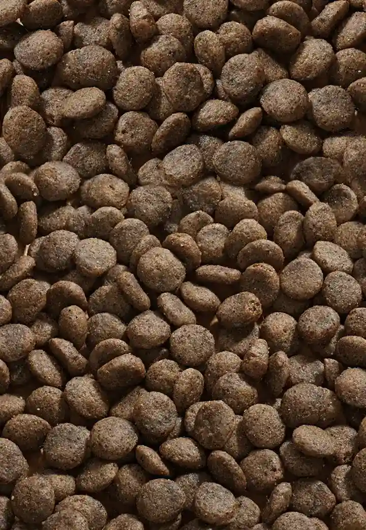 Cat Allergy Hirsch
