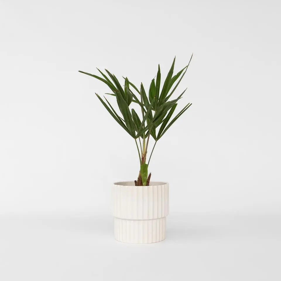 Chinese Waaierpalm - Set van 4 - Trachycarpus Fortunei - Hoogte 35-45cm - ⌀15cm