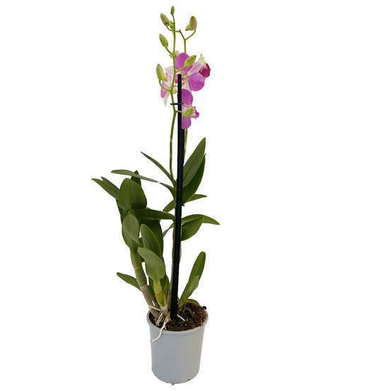 Orchidée Dendrobium nobilé 1 tige - pot D.12 cm