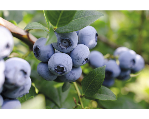 Biologische Blauwe Bes FloraZelf Organisch Vaccinium corymbosum 'Bluecrop' H ca. 40 cm CO 3 L
