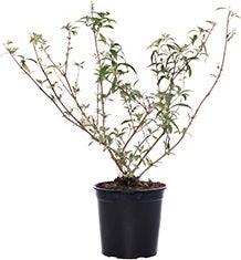 Vlinderstruik (Buddleja davidii 'Pink Delight') D 24 H 40 cm