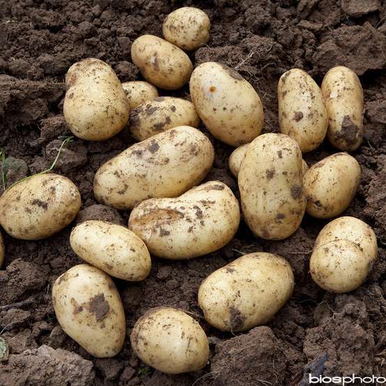 Plants de pommes de terre 'Monalisa' en filet x10