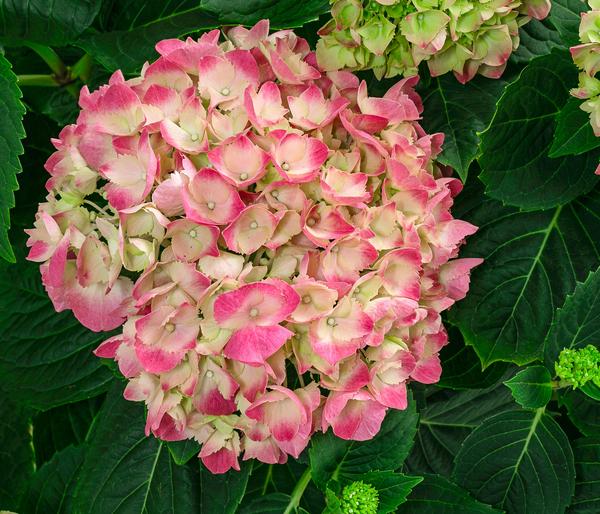 Bauern-Hortensie, ca. 45-55 cm