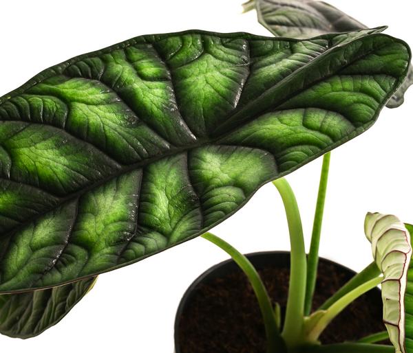 Pfeilblatt - Alocasia baginda 'Dragon Scale'