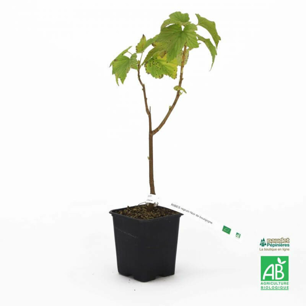 Cassissier 'noir de bourgogne' bio - godet 9cm - taille 20/40cm