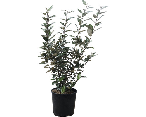Wintergroene oliewilg FloraSelf Elaeagnus ebbingei H 70-80 cm Co 10 L